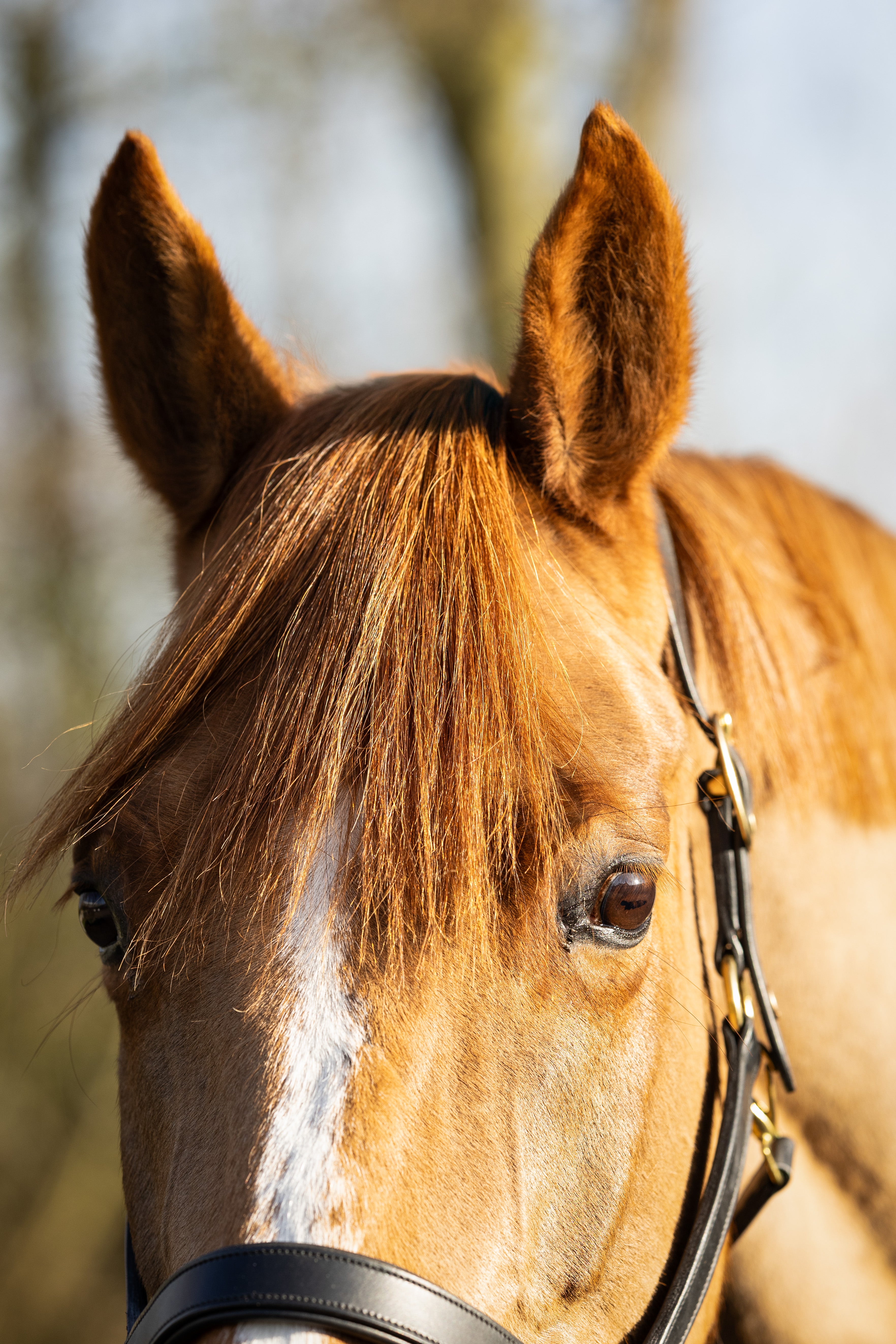Clip-in voorpluk Light Chestnut